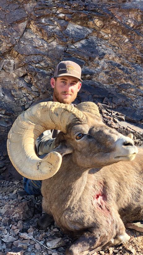 Ramey oliver desert bighorn