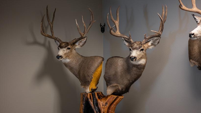 Finished mule deer mounts