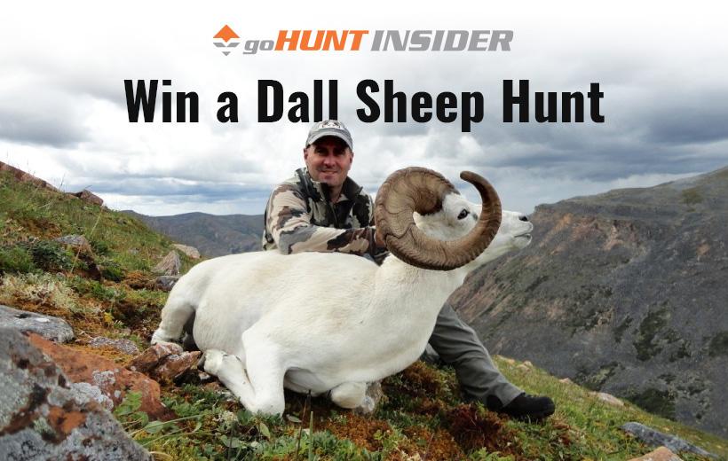 Win a dall sheep hunt with gohunt