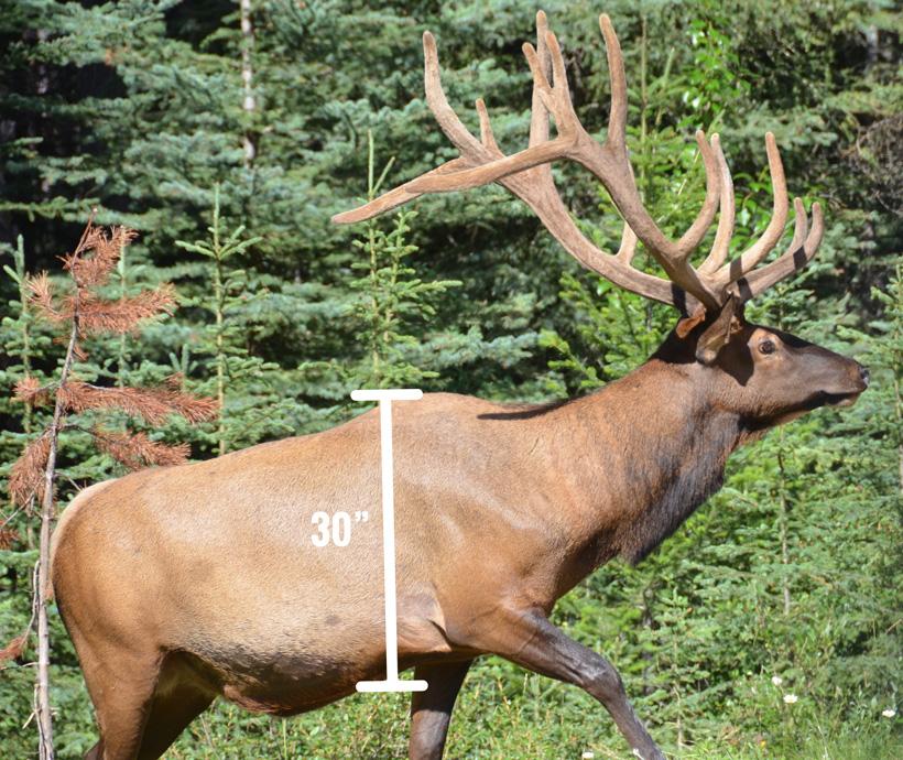 Bull elk depth of body measurement