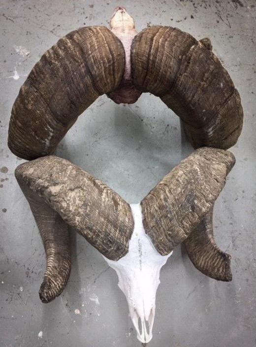 Record montana ram