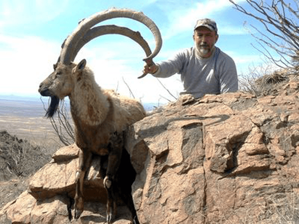 New mexico ibex 2