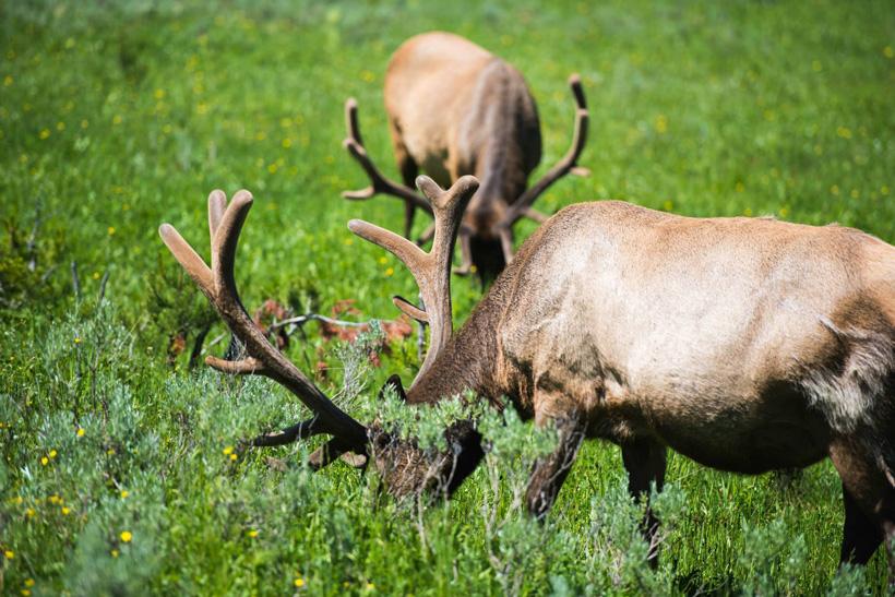 Velvet bull elk on old burn habitat