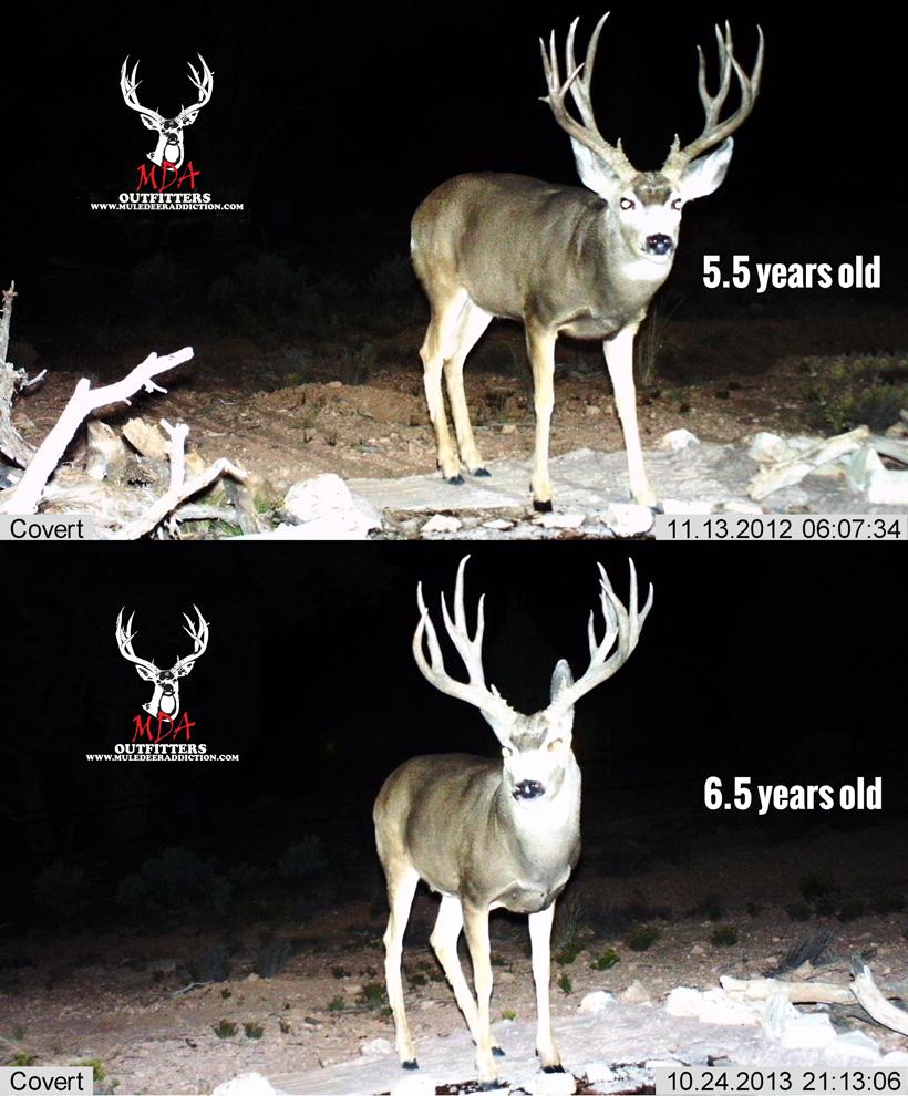 The keys to antler growth: Age, genetics, nutrition - 9