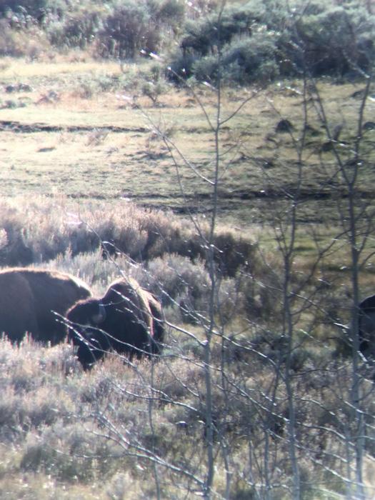 Herd of Wyoming bison