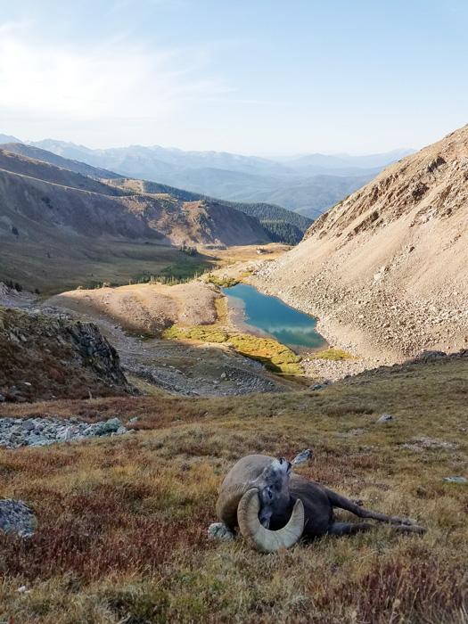 Brandons Colorado bighorn sheep