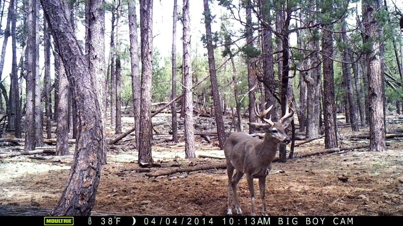 Coues deer trail camera photo