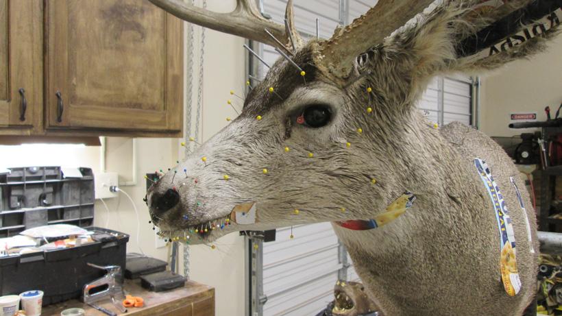 How to find the best taxidermist for your money - 10