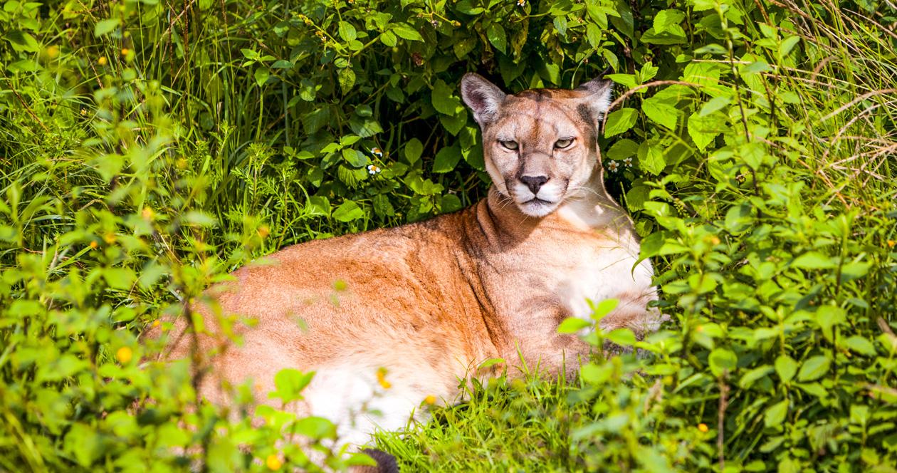 Mother saves child from mountain lion attack in Washington