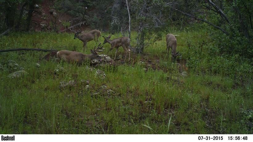 Trail camera photo of arizona coues deer