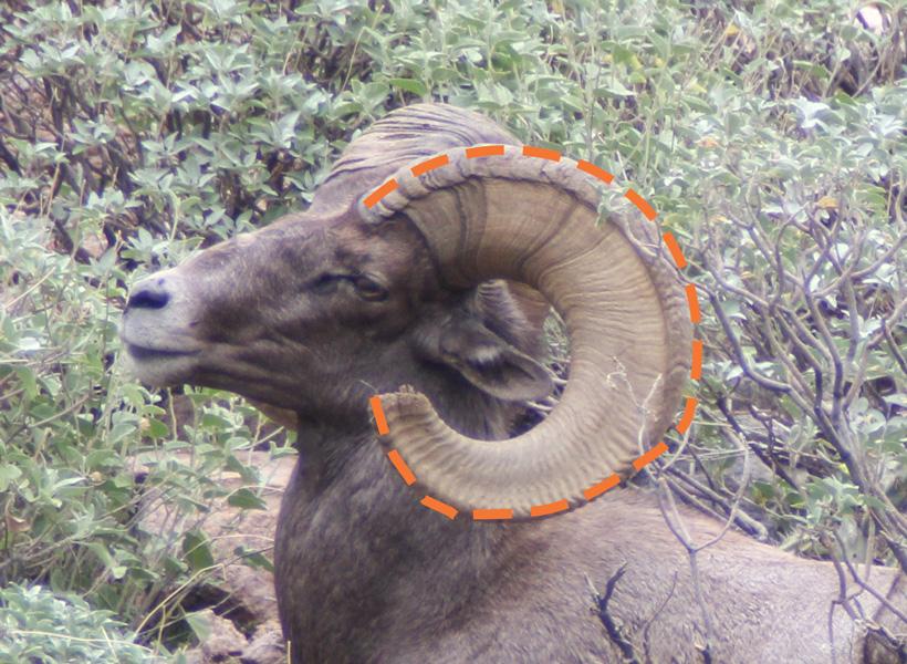 Length of horn measurement