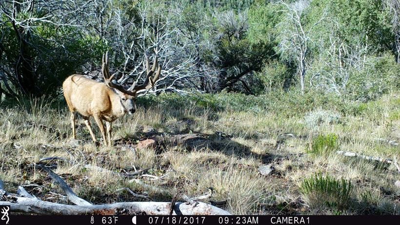 Large mule deer buck on trail camera