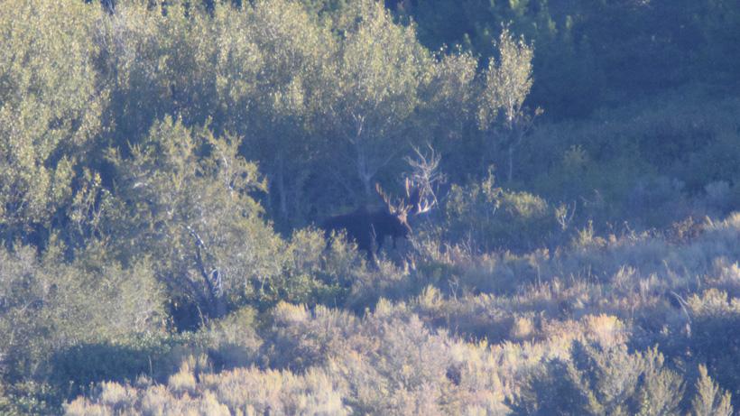 Digiscoping photo of an idaho bull moose