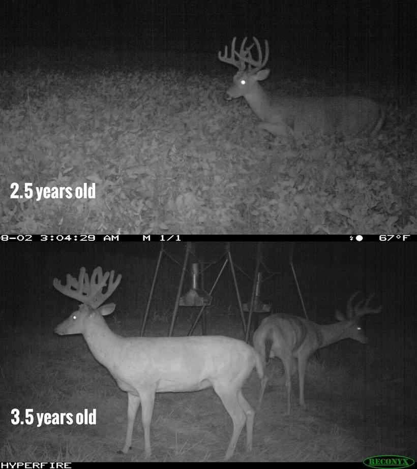 2.5 and 3.5 year old iowa whitetail buck