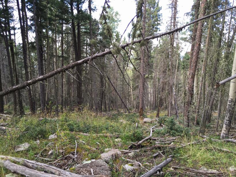 Hunting elk in thick timber