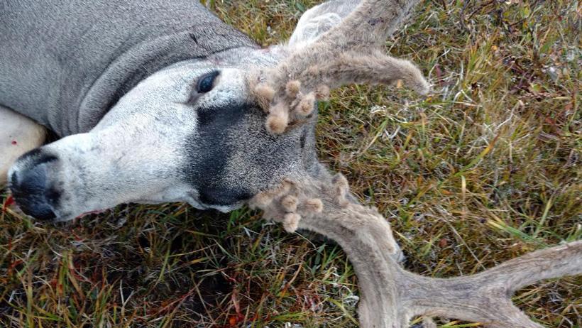 Going 4 for 4 in Colorado's high country for mule deer - 11
