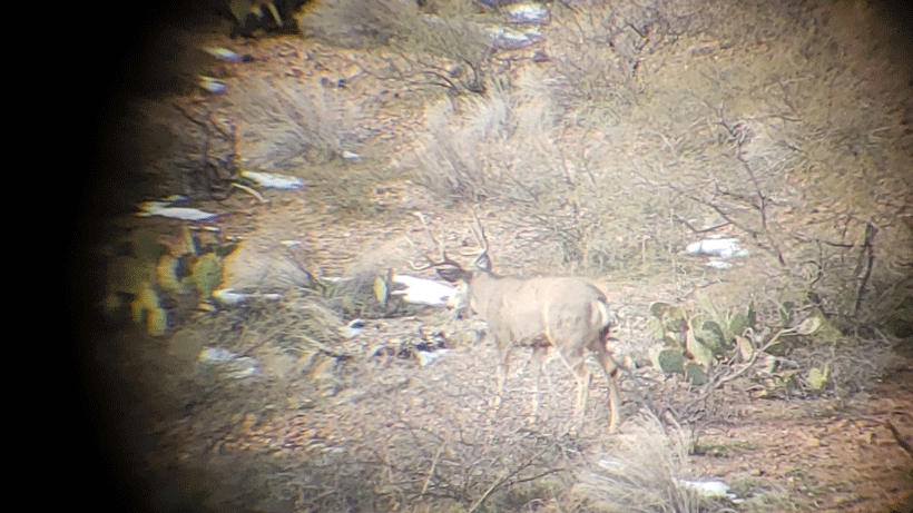 Phone scope mule deer