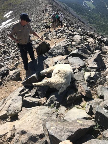 Two mountain goats shot at close range in Colorado - 0
