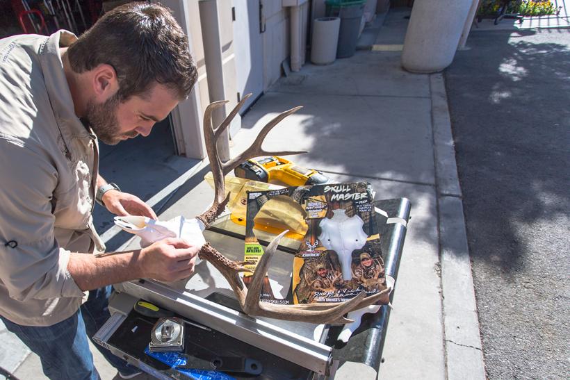 Ensuring antlers are straight 12