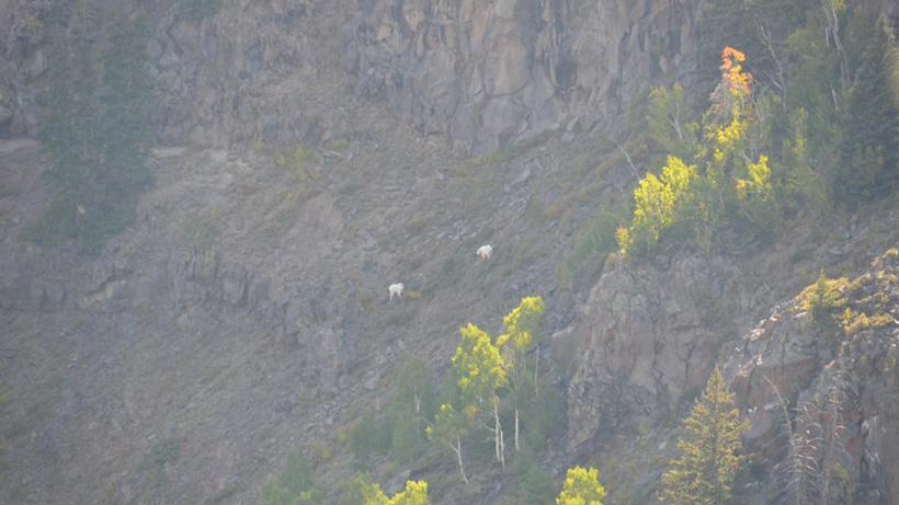 Pair of utah mountain goats