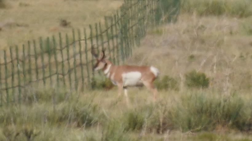 Photo of the antelope buck john grellner took