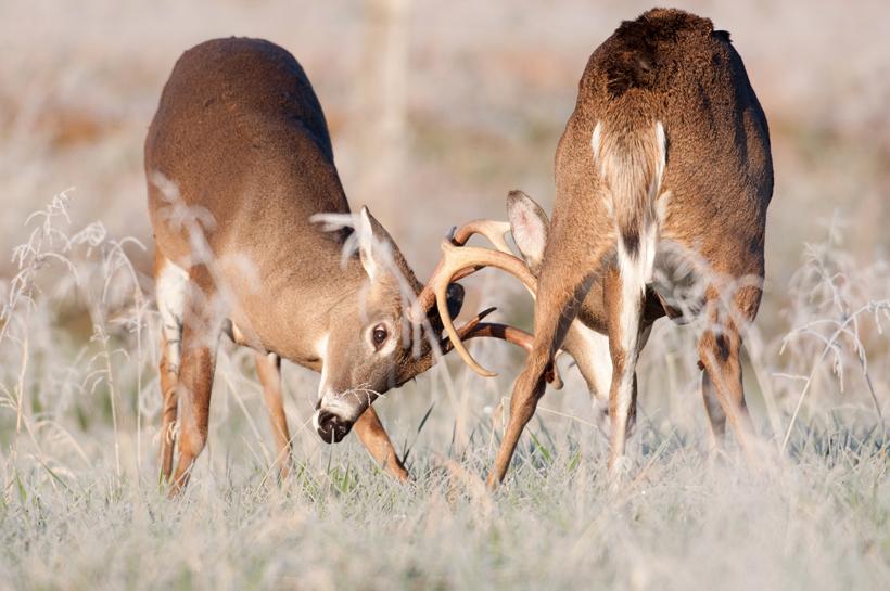 Whitetail bucks fighting