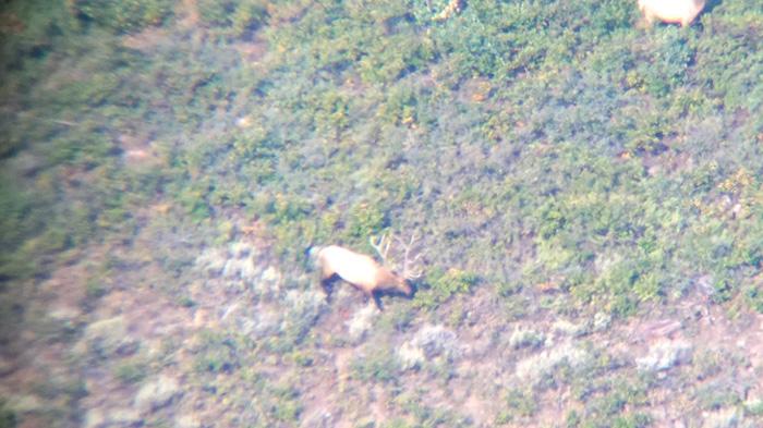 Field judging a bull elk_0