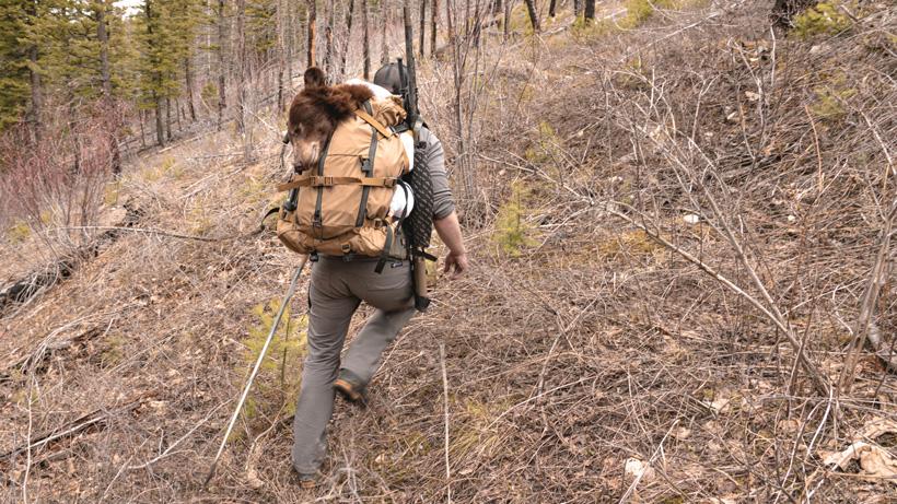 Hiking up bear in pack