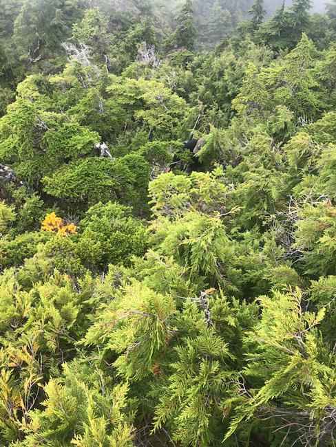 Hiking through horrible alaska alpine brush