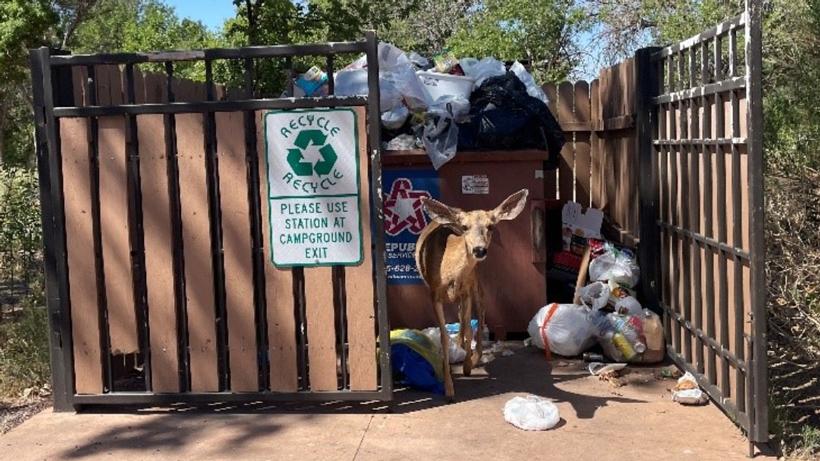 Deer dies after ingesting tourists’ garbage - 0