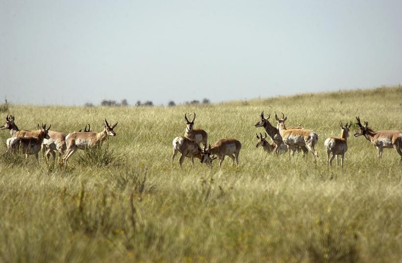 Colorado antelope bachelor herd