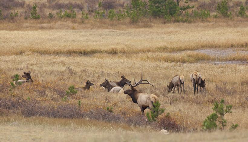 Herd of elk