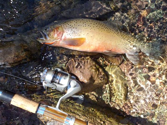 Fishing in montanas wilderness areas