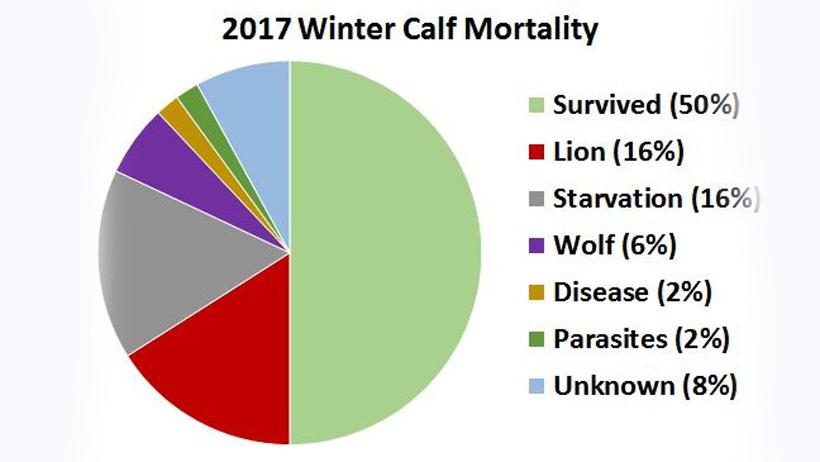 Study finds mountain lions kill more than wolves - 2