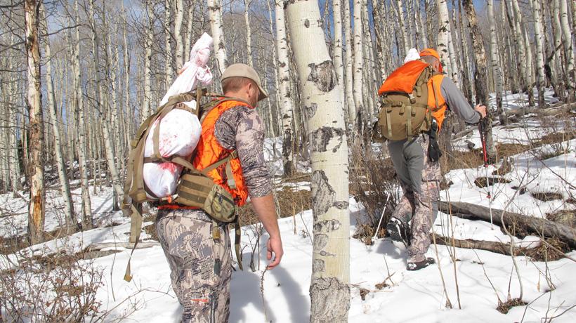 Packing out elk quarters