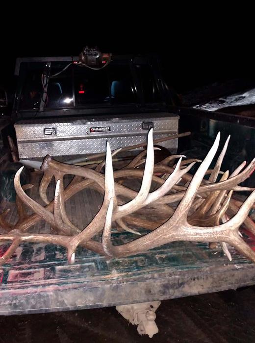 Antler poaching elk antlers