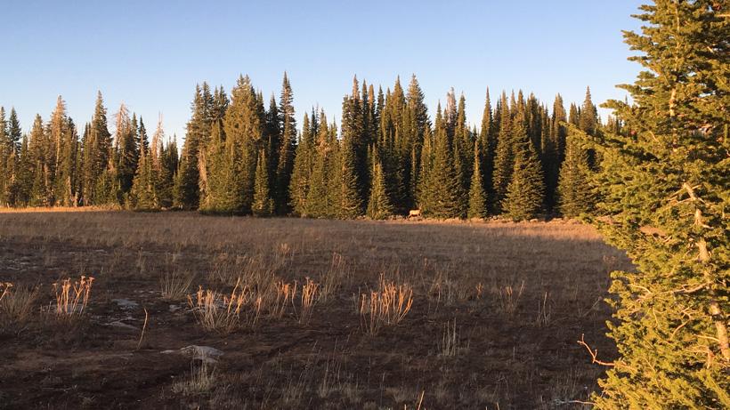 Chad Bettridge Empty field decoy set up