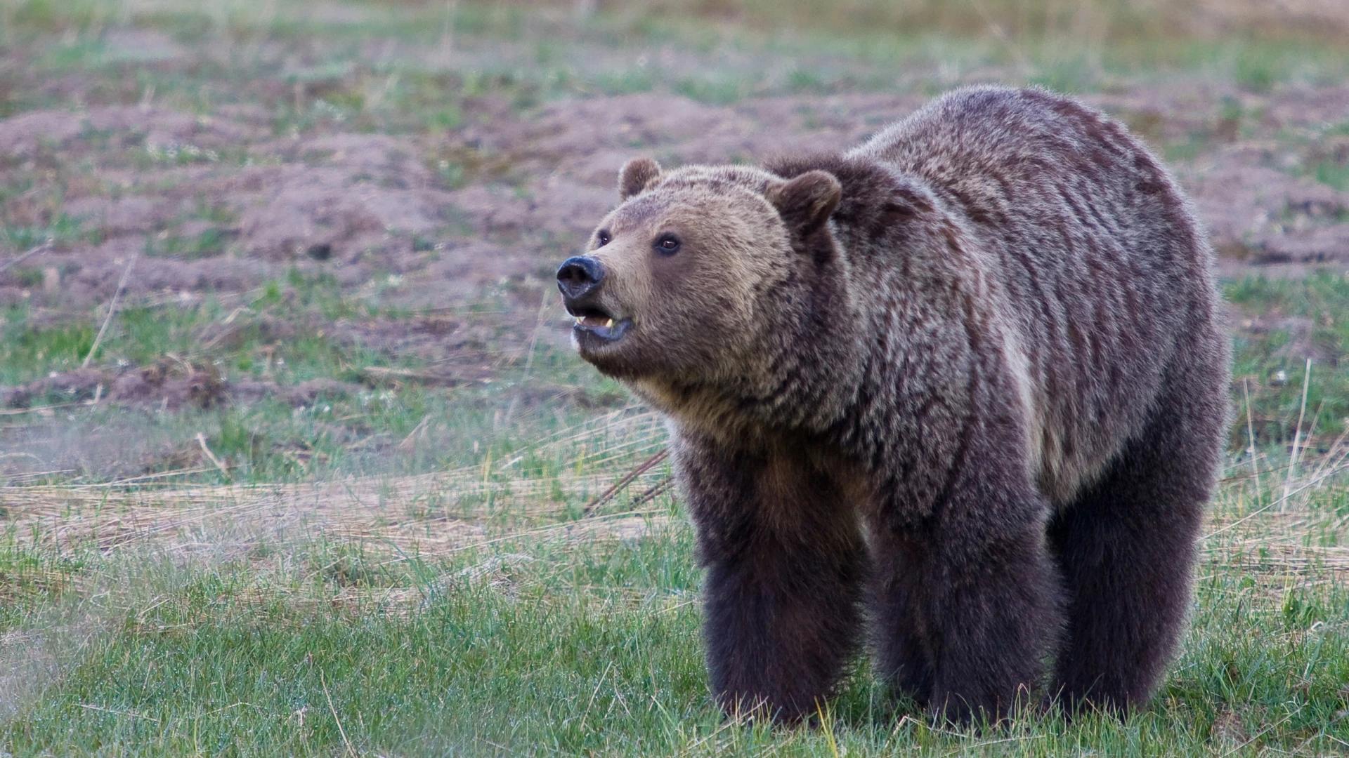 FWS wants to restore grizzly bears to Idahos bitterroots