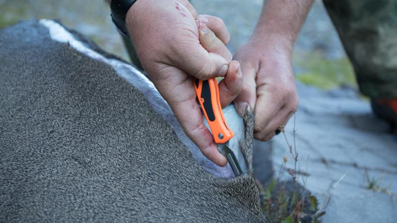 Cutting a deer with a Havalon Piranta replaceable blade knife