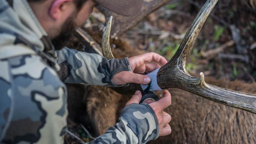 Wrapping hunting tag around an elk antler