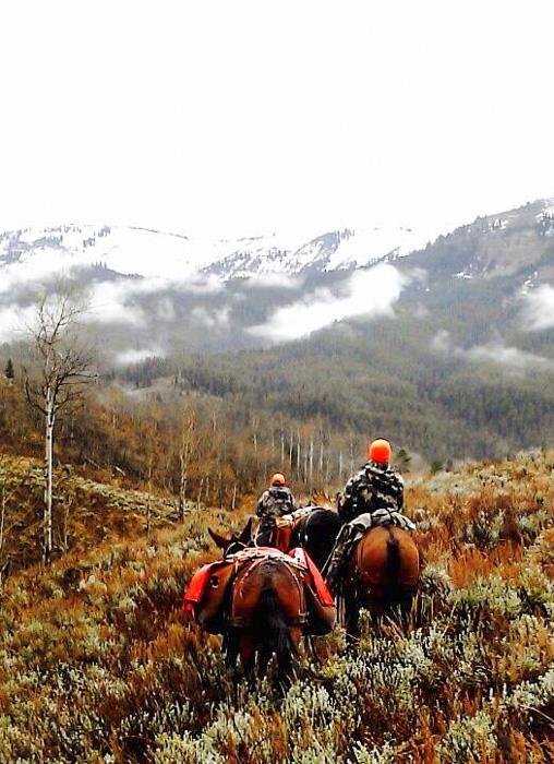 Riding horses out of the mountains after a moose hunt