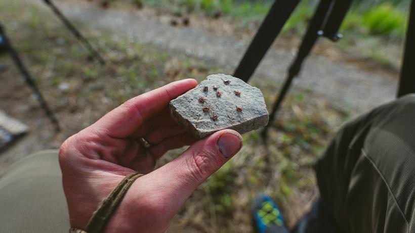 Ticks while spring bear hunting
