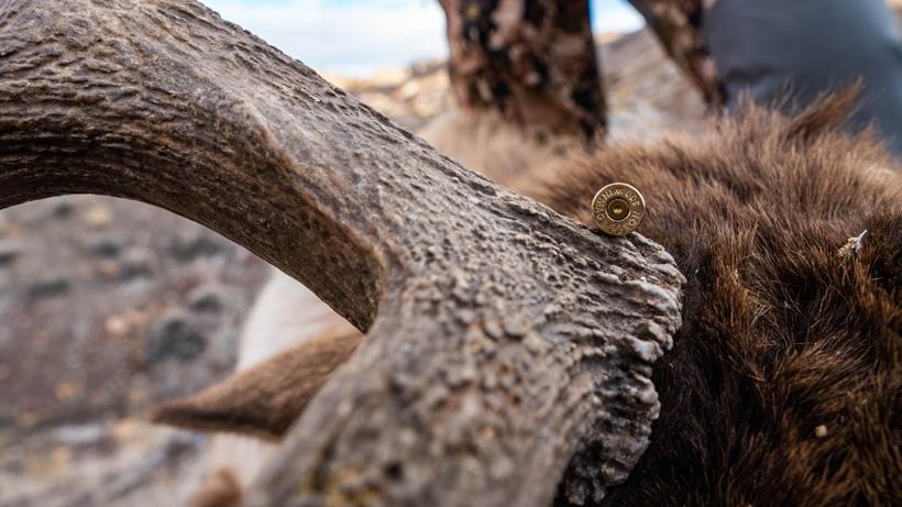 300 win mag case and elk antlers_0