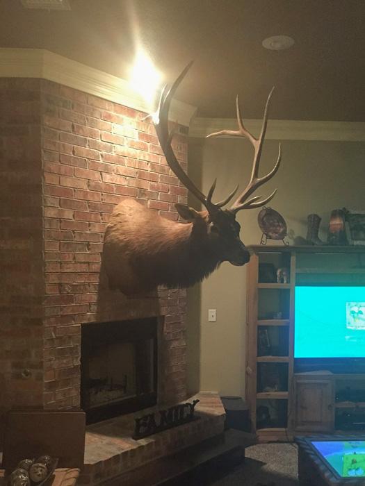 Bull elk mounted in sheys house
