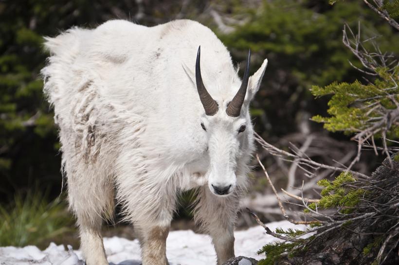 Montana mountain goat