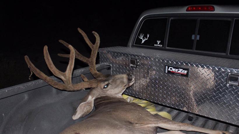 Large utah mule deer in the back of a truck