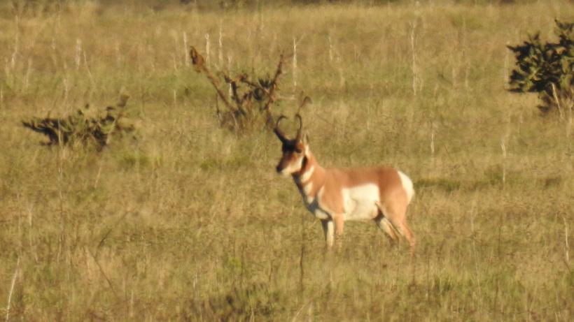 Small antelope buck found while scouting