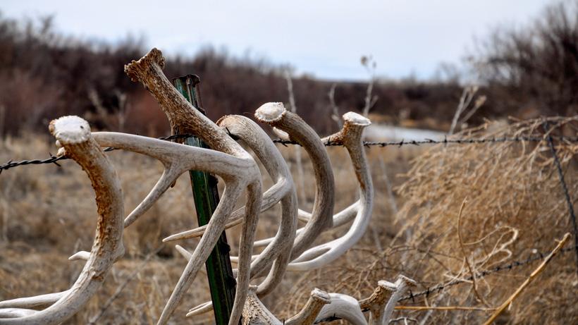 Whitetail buck sheds hanging on fence