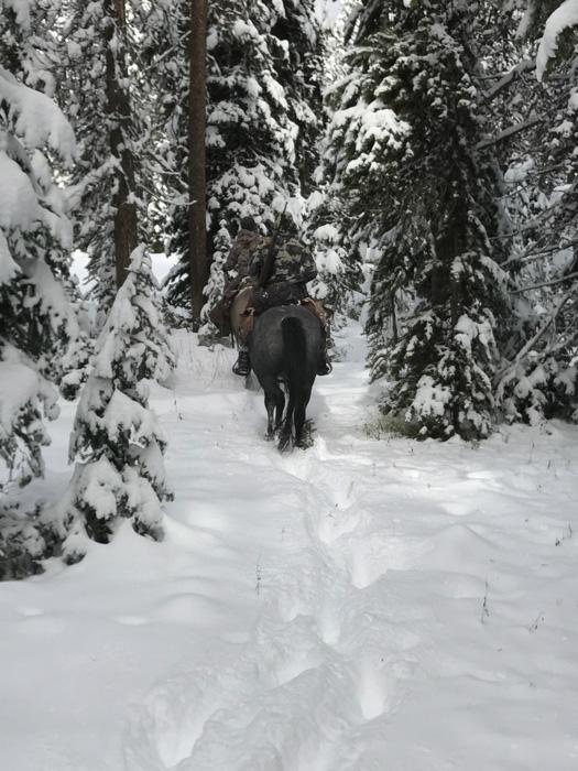 Riding horses through timber