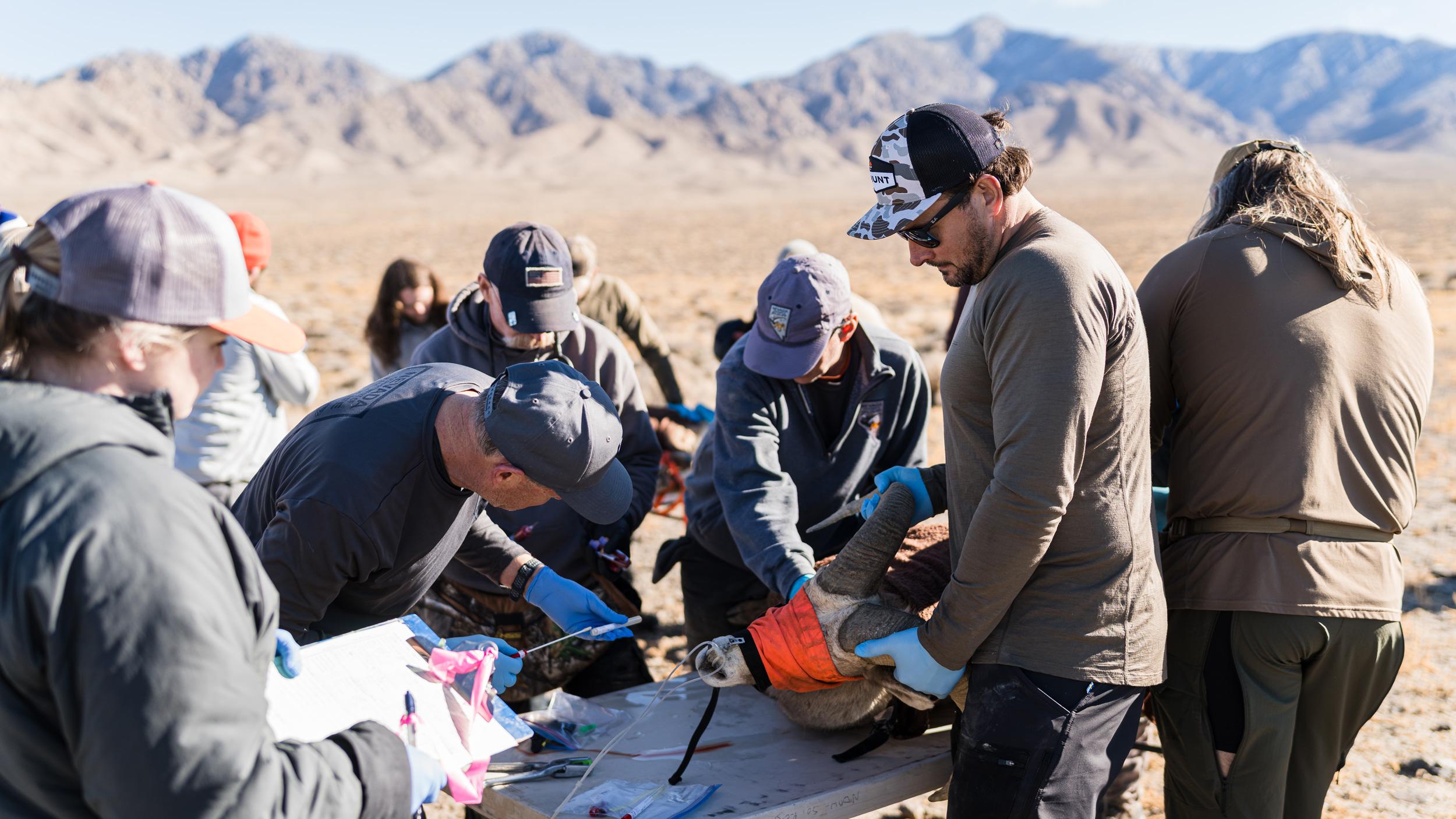 Checking Nevada desert bighorn sheep for pneumonia